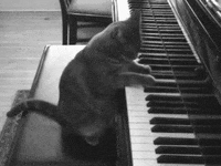The-Cat-Piano Gifs - Get The Best Gif On Giphy