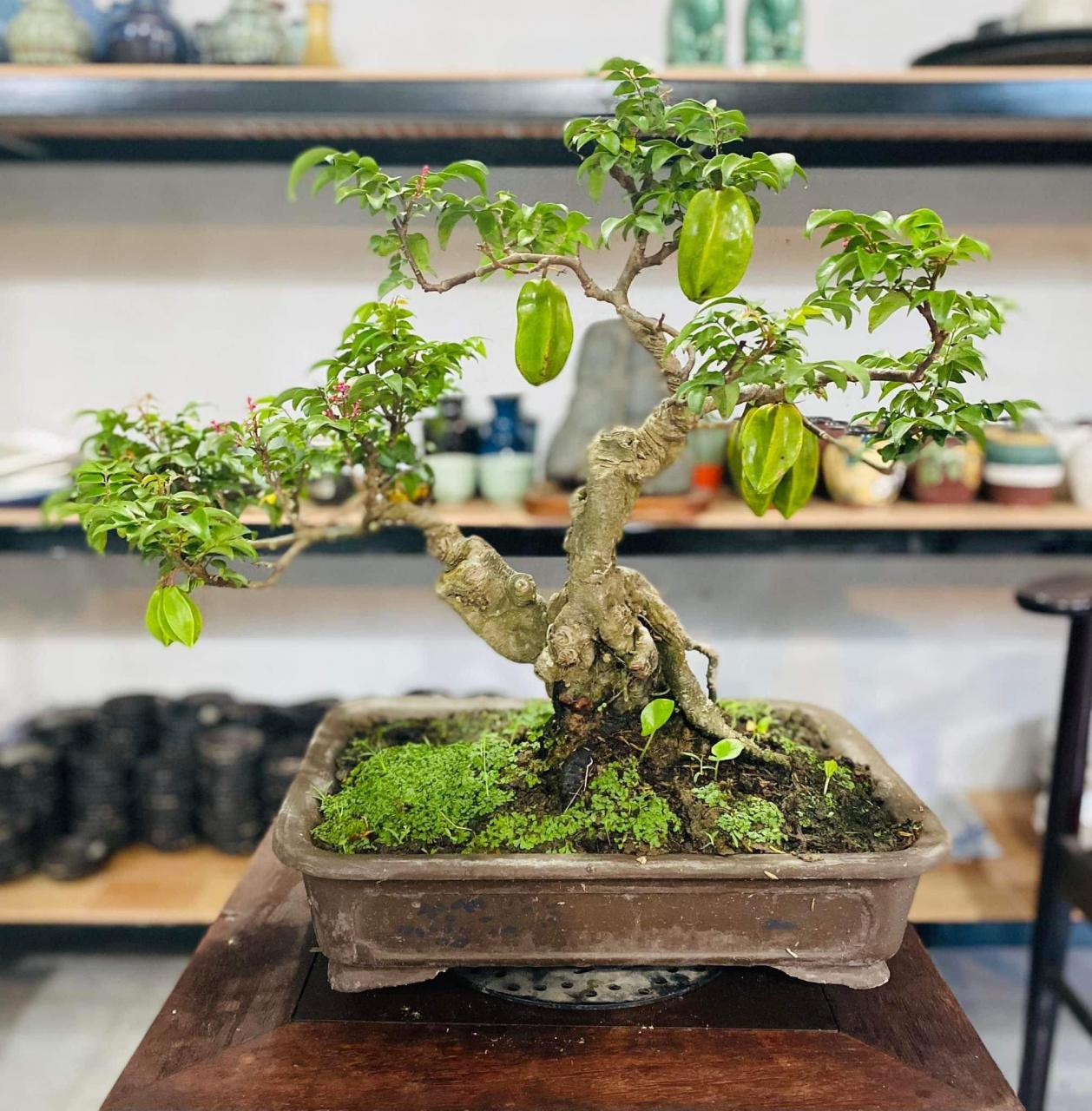 Cây Khế 'Hóa' Bonsai Thu Về Tiền Triệu