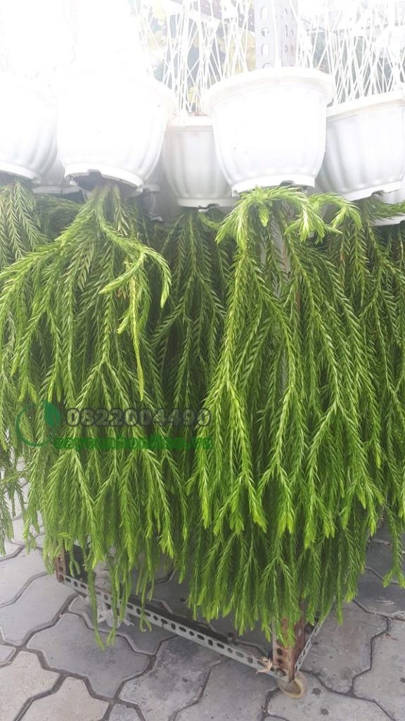 Cây Râu Rồng Cây Xinh: Bí Quyết Chăm Sóc Và Trồng - Ecurrencythailand.com