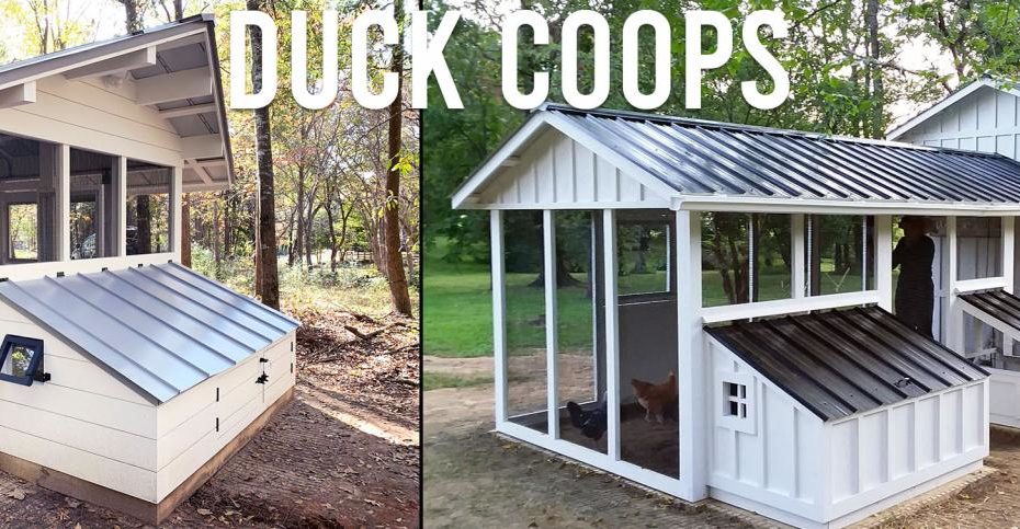 Duck Coops | Carolina Coops