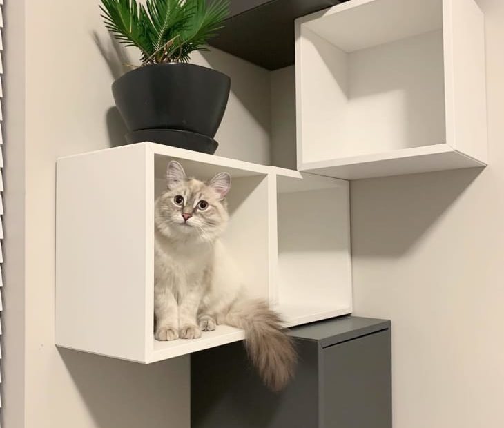 9 Stylish Ikea Hacks Your Cat Will Love | Apartment Therapy