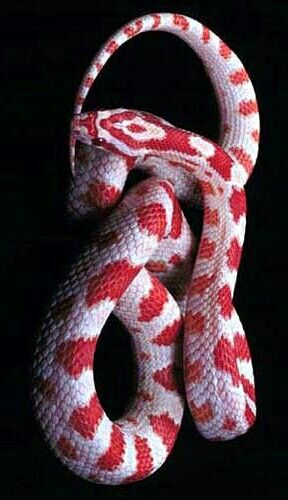 Candy Cane Corn Snake | Corn Snake, Snake Wallpaper, Snake