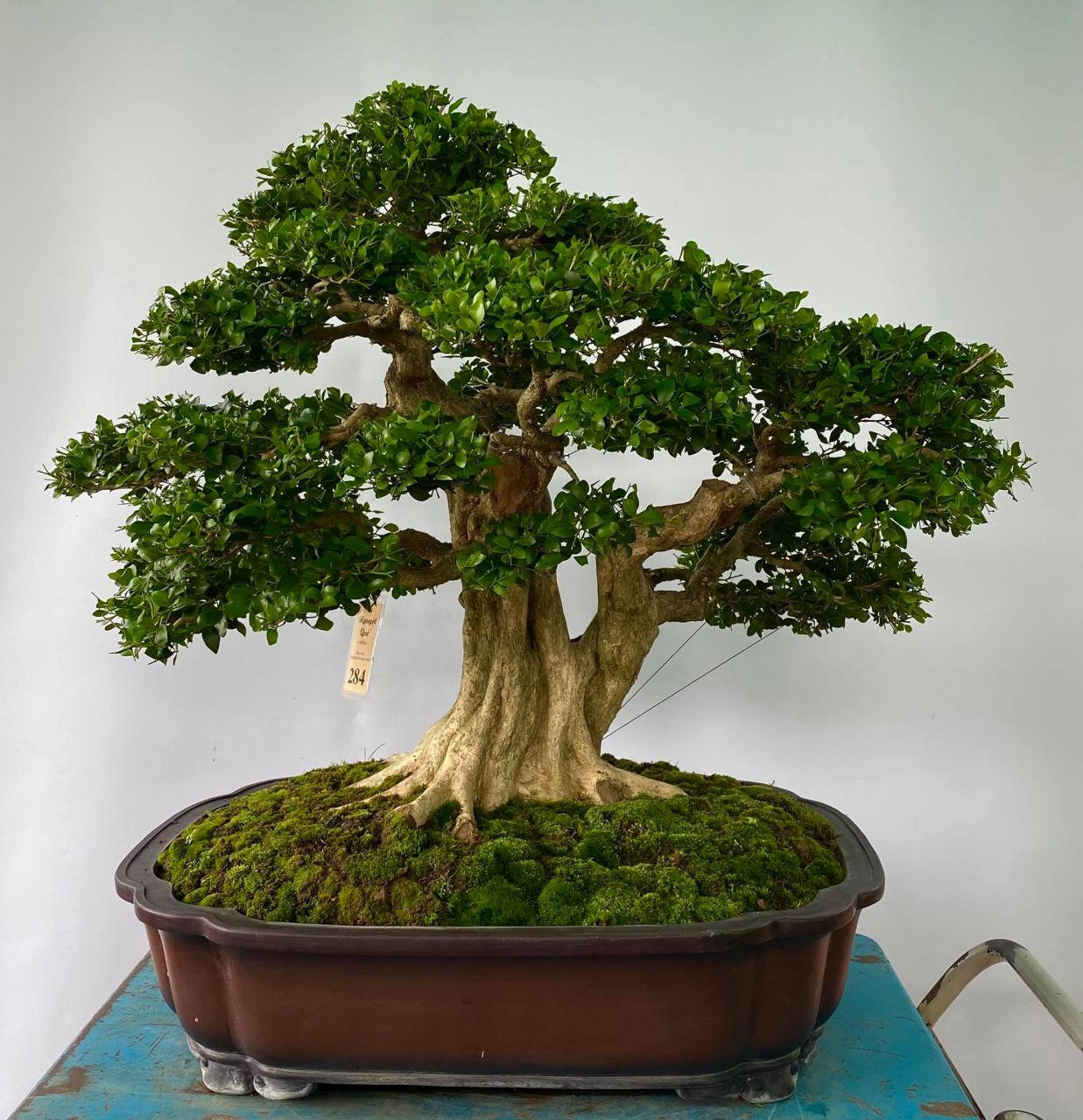 Cây Nguyệt Quế Bonsai Cực Đẹp: Giá Bán, Ý Nghĩa, Các Dáng, Cách Chăm