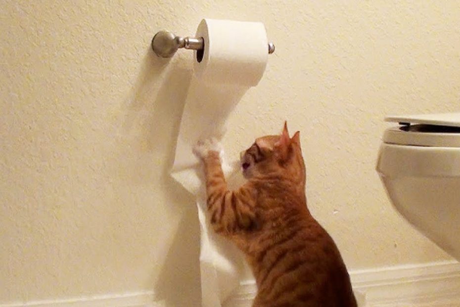 Cute Kitten Destroys Toilet Paper! - Youtube