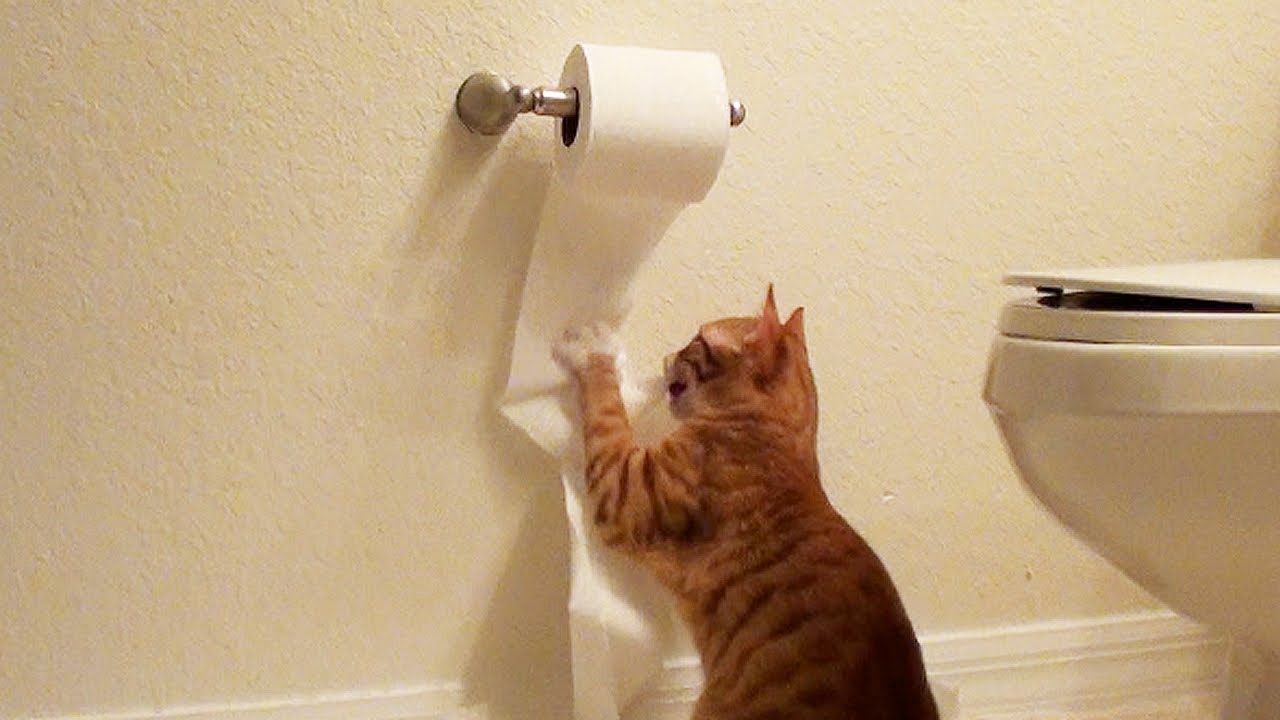 Cute Kitten Destroys Toilet Paper! - Youtube