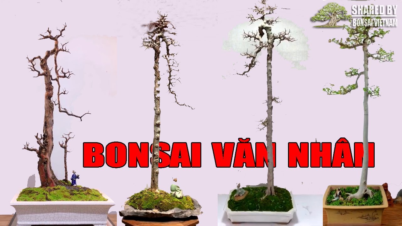24 Tác Phẩm Bonsai Dáng Văn Nhân Tham Khảo || 24 Bonsai Works Of Literati  Bonsai Style - Youtube