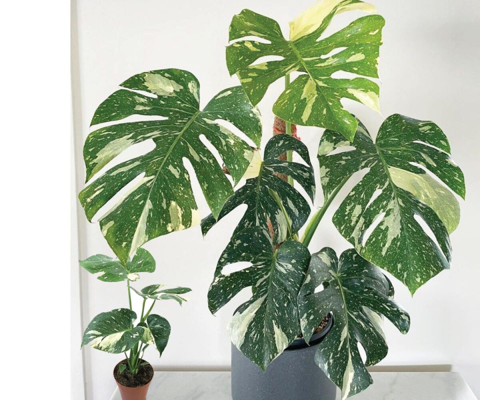 Top 4 Cây Monstera Đột Biến Vạn Người Mê