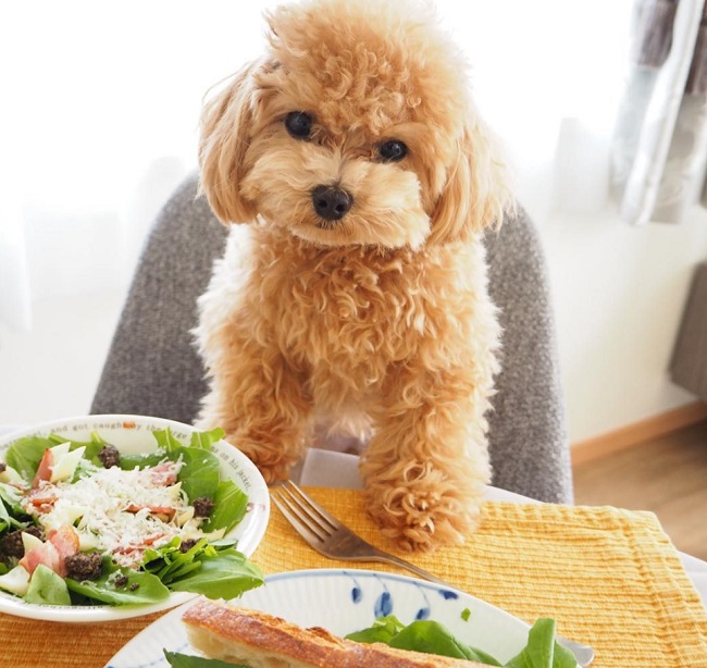 Chó Poodle Ăn Gì Và Không Nên Ăn Gì Để Khỏe Mạnh, Nhanh Lớn