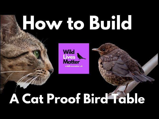 How To Build A Cat Proof Bird Table - Youtube